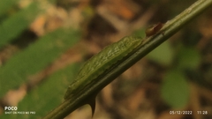 Surendra quercetorum