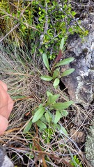 Senecio dunedinensis