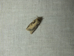 Semioscopis steinkellneriana