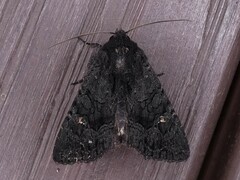 Neumichtis nigerrima