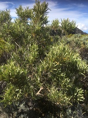 Codiaeum variegatum