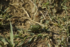 Pyxicephalus adspersus