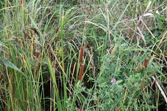 Typha laxmannii