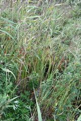 Typha laxmannii