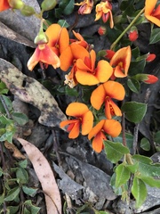 Podolobium procumbens