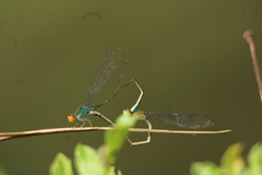 Pseudagrion rubriceps