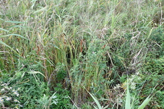 Typha laxmannii