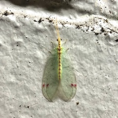 Norfolius howensis