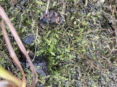 Rhynchostegium riparioides