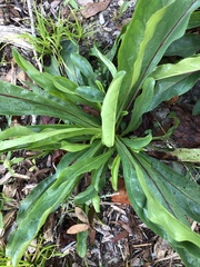 Penstemon multiflorus
