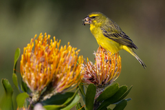 Crithagra sulphurata