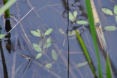 Potamogeton octandrus