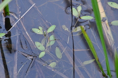 Potamogeton octandrus