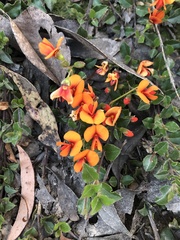 Podolobium procumbens