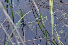 Potamogeton octandrus