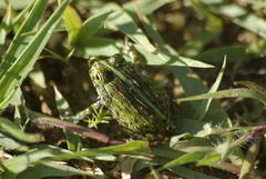 Pyxicephalus adspersus