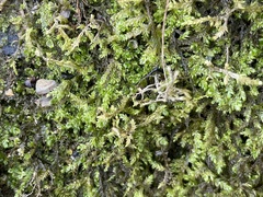 Rhynchostegium riparioides