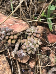 Anacampseros subnuda