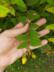 Hypericum androsaemum
