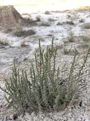 Halogeton glomeratus