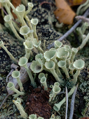 Cladonia deformis