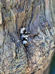 Barea confusella