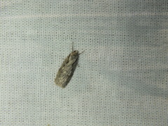 Semioscopis avellanella
