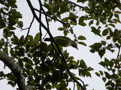 Psilopogon viridis