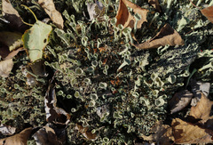 Cladonia deformis