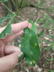 Cephaleuros lagerheimii