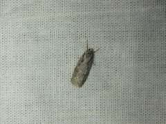 Semioscopis avellanella