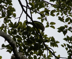 Psilopogon viridis