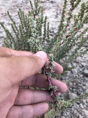 Halogeton glomeratus