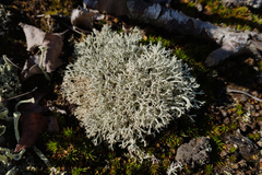 Cladonia rangiformis