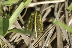 Pyxicephalus adspersus