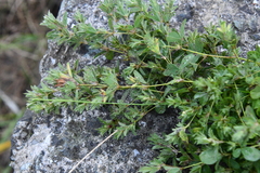 Kummerowia stipulacea