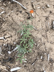 Sphaeralcea digitata