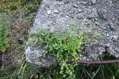 Kummerowia stipulacea