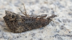 Hypena obsitalis