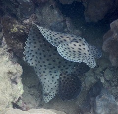 Chromileptes altivelis