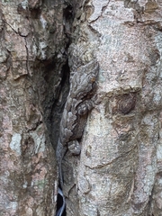 Hemidactylus leschenaultii