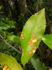 Cephaleuros lagerheimii