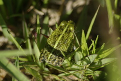 Pyxicephalus adspersus