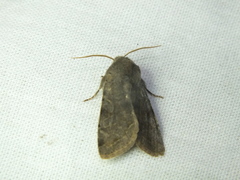 Orthosia incerta
