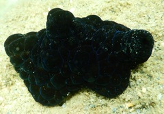 Coriocella nigra