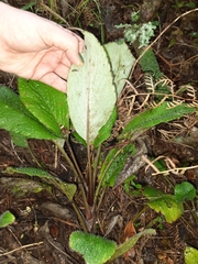 Brachyglottis lagopus