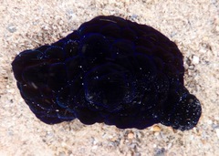 Coriocella nigra