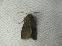 Orthosia incerta
