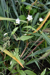 Stellaria radians