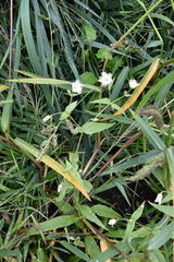 Stellaria radians